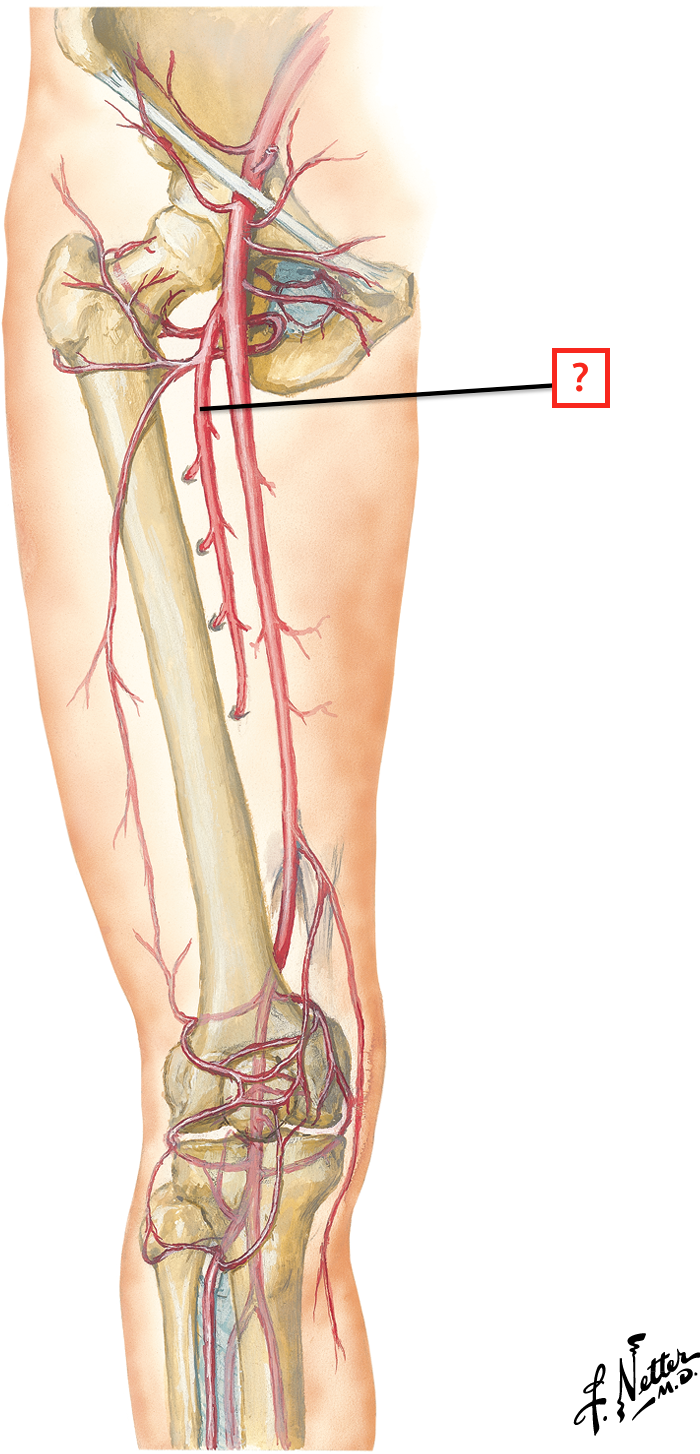 Артерия circumflexa femoris medialis