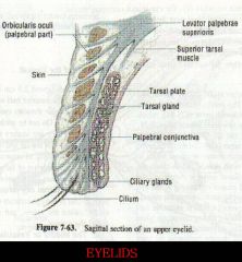 Anatomy Of Orbit 45 Anatomy Of Orbit Flashcards Memorang