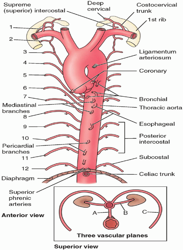 015a Superior Anterior And Posterior Mediastinum Anatomy