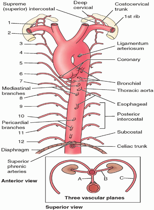 Aorta Branches Anatomy