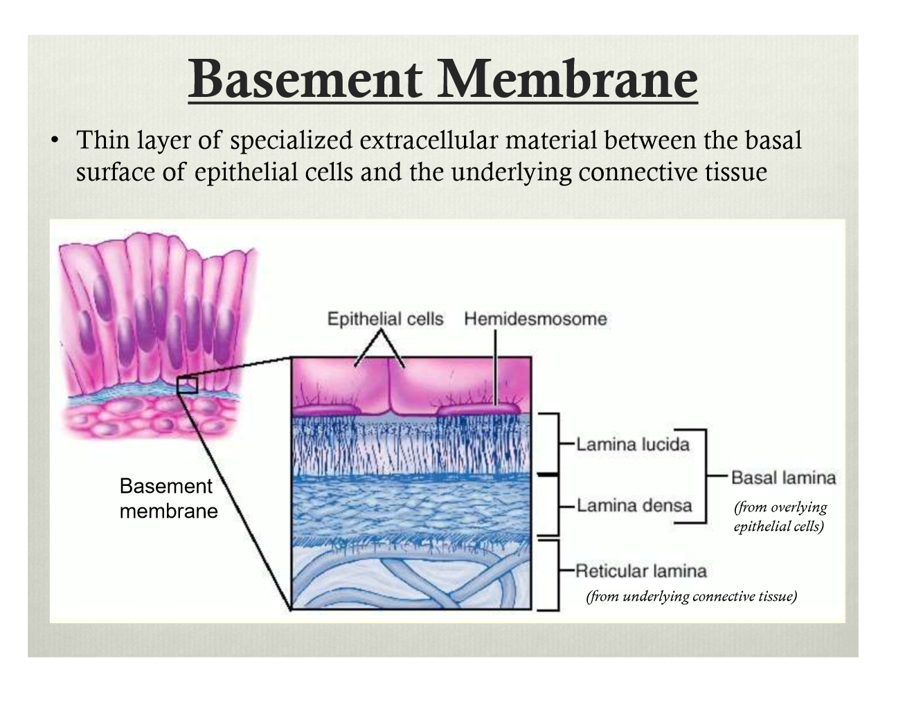 Базальная мембрана гистология. Строение базальной мембраны эпителия. Строение базальной мембраны гистология. Базальная мембрана эпителия гистология. Базальная мембрана функции