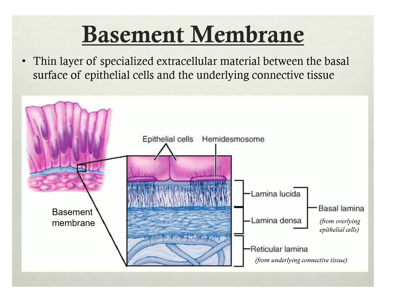 basement-membrane-layers