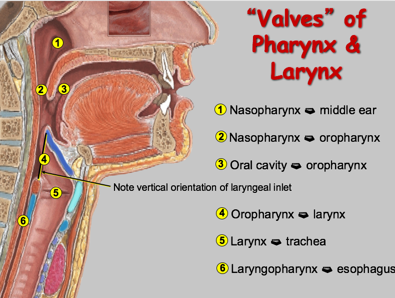 Anatomy Of Pharynx And Larynx