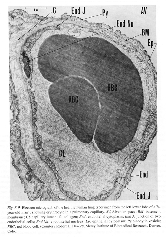 Nucleus Elastic Rock Rar