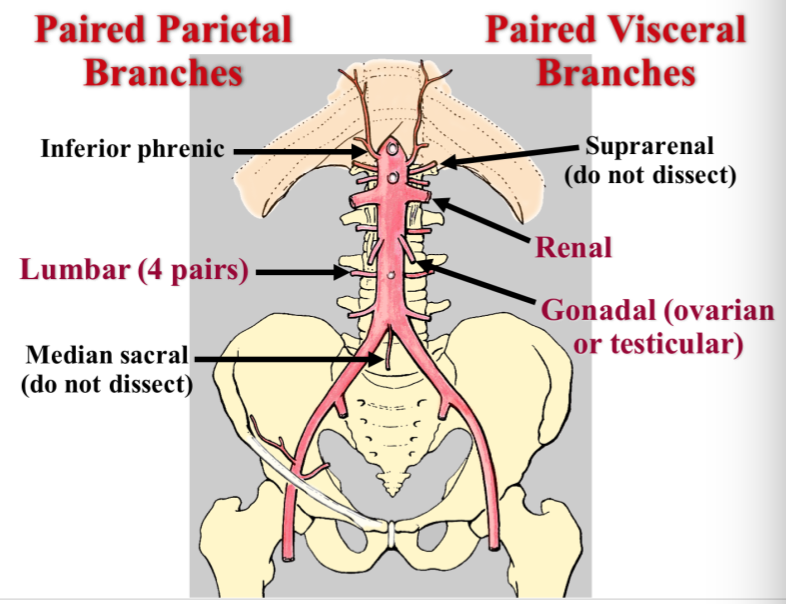 Vascular Patterns Of The Abdomen Lecture 2 Gross Anatomy
