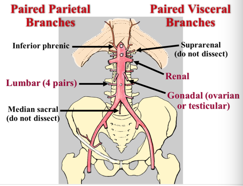 Aorta Artery Branches