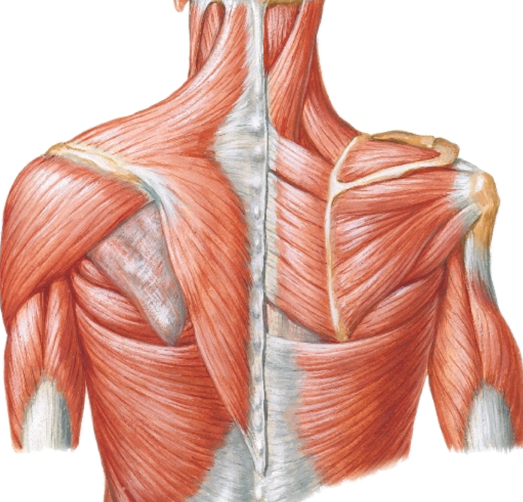 Shoulder Muscle Diagram – Healthy Life Style