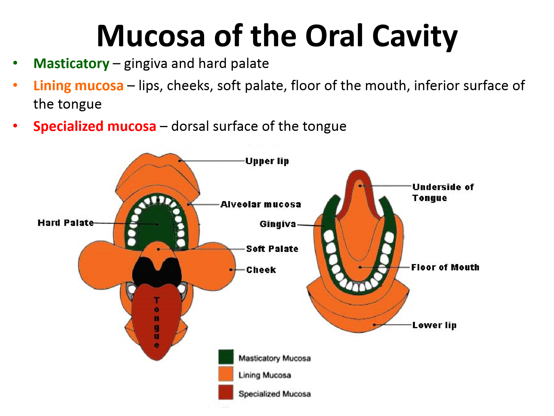 Structure Of Oral Mucosa