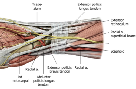 Apl Epb Anatomy : Thumb Sided Wrist Pain In Climbers A Case For De