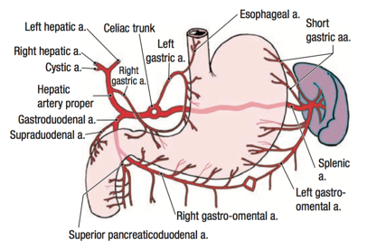 Celiac Trunk Anatomy