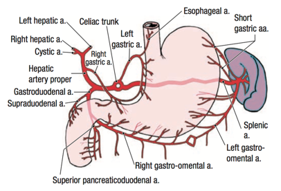 Celiac Trunk Anatomy - Anatomy Reading Source