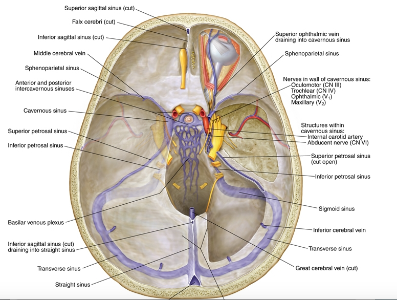 Синусы оболочек головного мозга. Венозные синусы головного мозга анатомия. Кавернозный синус твердой мозговой оболочки. Поперечный синус твердой мозговой оболочки. Синусы топографическая анатомия.