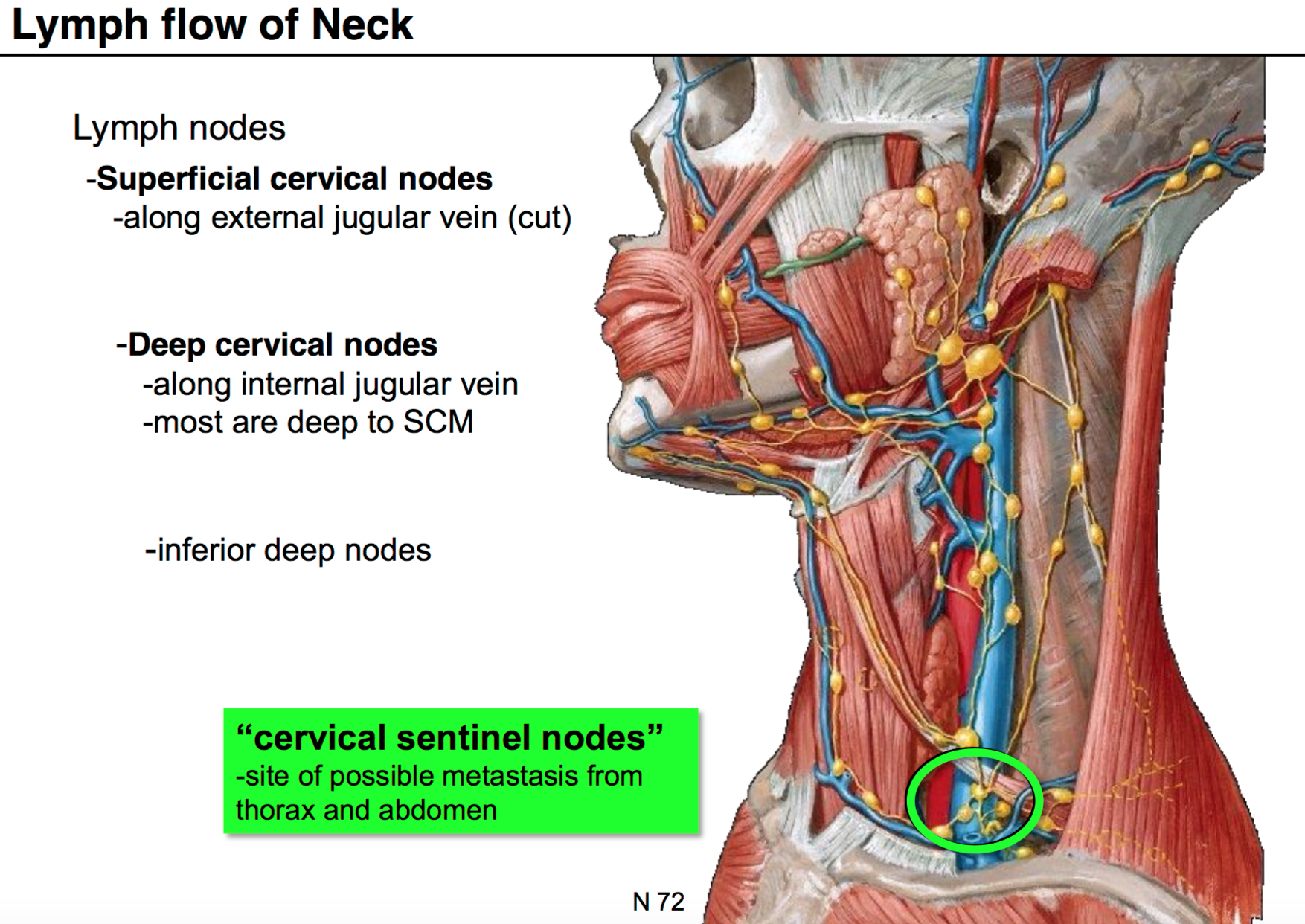 09 Anatomy G54 Neck 2 Terms From Anatomy G54 Neck Ii