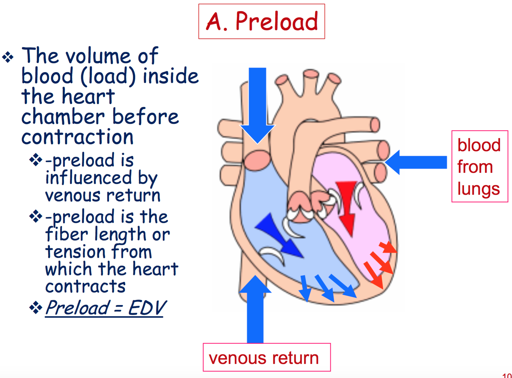 What Increases Preload In The Heart cloudshareinfo