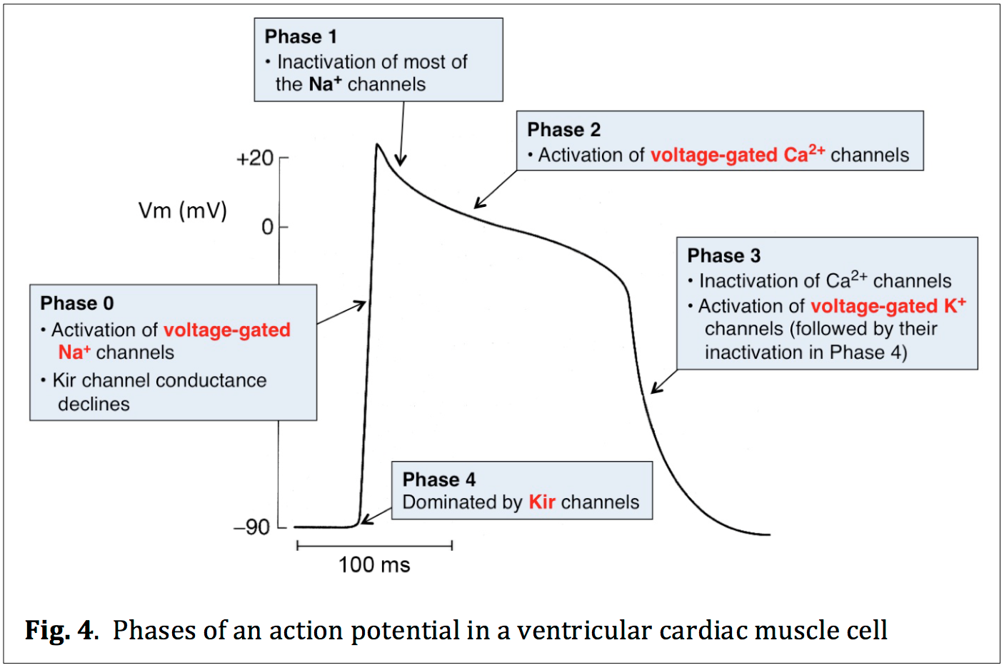 Phases Of Action Potential In Cardiac Muscle