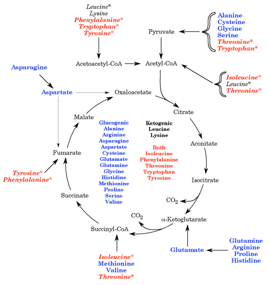 Both Glucogenic And Ketogenic Amino Acids - slidesharetrick