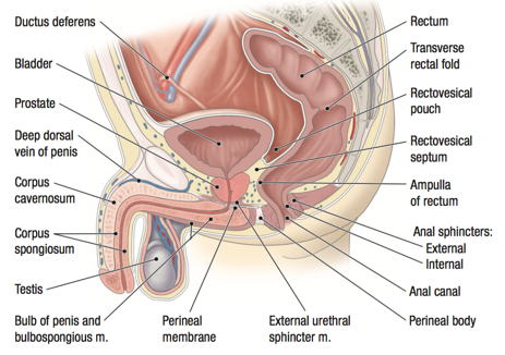 Uretrostomia perineala