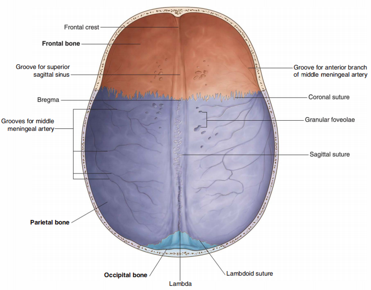 Skull Anatomy Flashcards Memorang