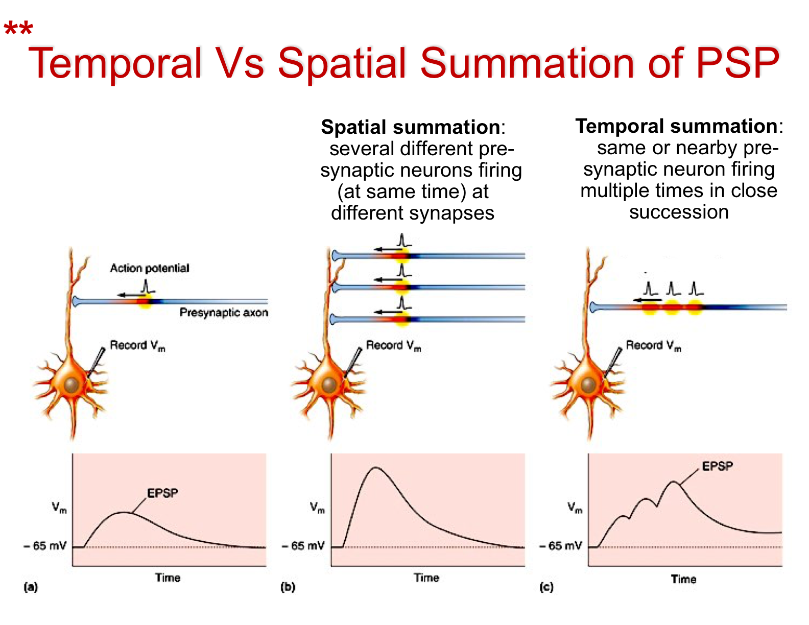 Image result for temporal and spatial summation