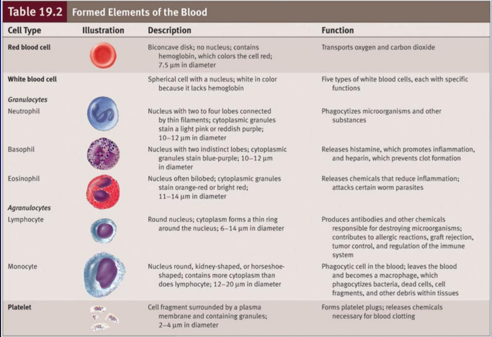 what are the functions of human blood
