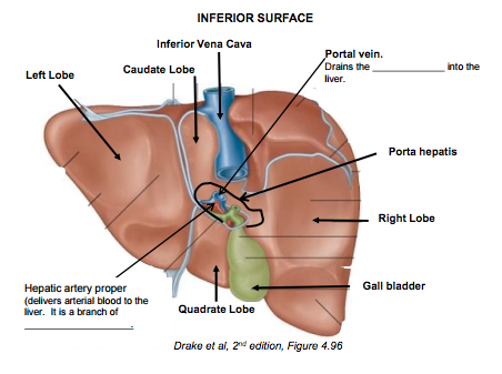 Abdominal Organs And Celiac Trunk Gi Flashcards Memorang