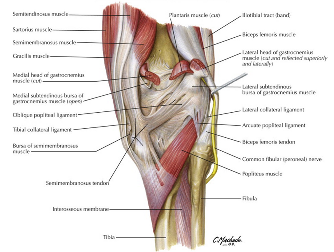 for sequence quiz system diagram Choice Knee  And  Anatomy Head Fibular How Guide To Image