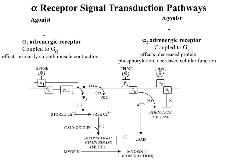 Alpha 2 Adrenergic Agonist - slidesharetrick