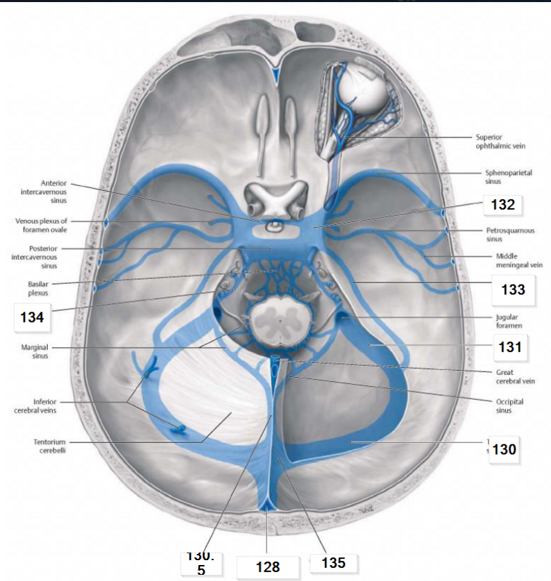 Сток синусов головного. Пещеристый синус твердой мозговой оболочки. Кавернозный синус твердой мозговой оболочки. Венозные синусы черепа анатомия. Каменистые синусы головного мозга.