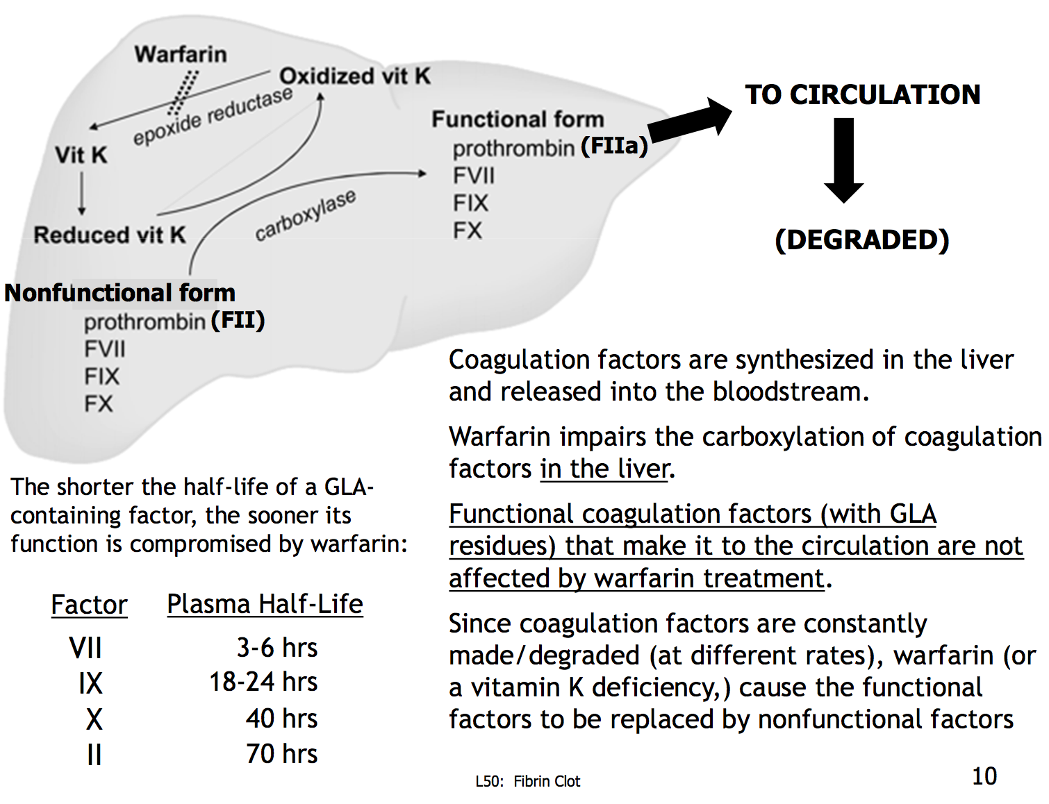 Clotting factor not made in liver