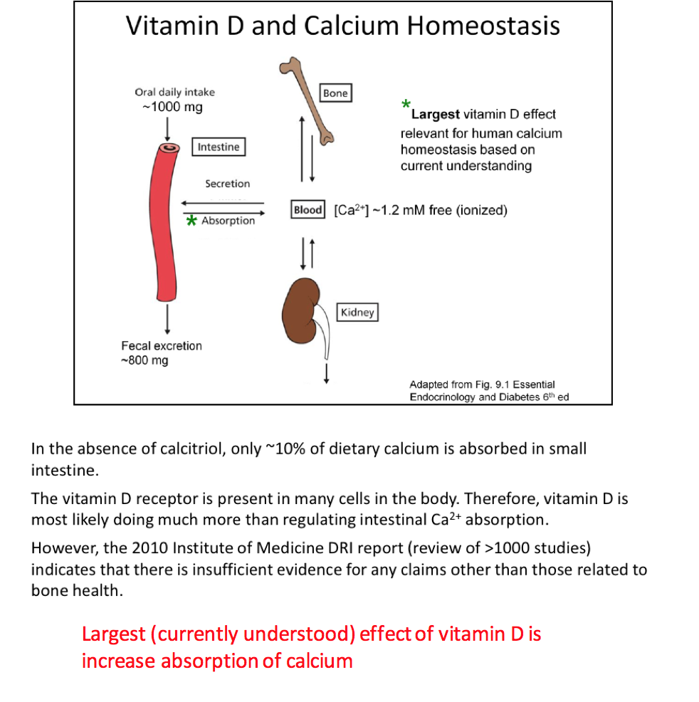 Week 16 Calcium Homeostasis Physiology Phase 1