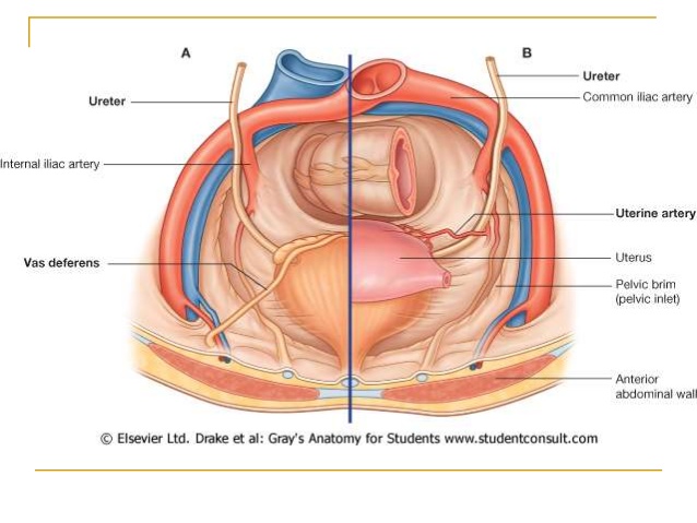 Renal System Step 1 Flashcards Memorang