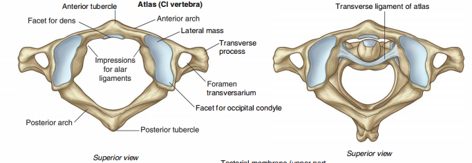 Dens Anatomy - Anatomy Reading Source