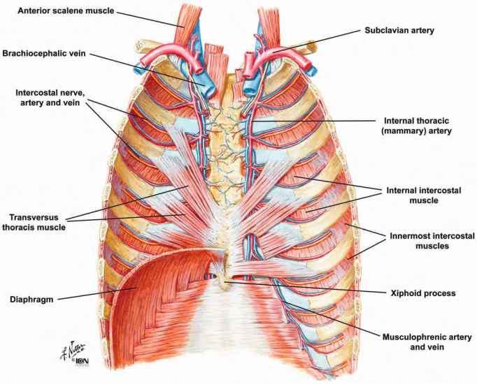 Anatomy Chest Wall Anatomy Drawing Diagram