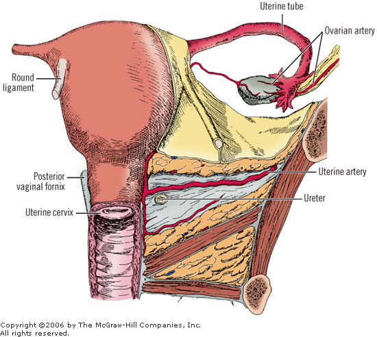 Ms3 Gyn Dodson Anatomy Surgery Flashcards Memorang