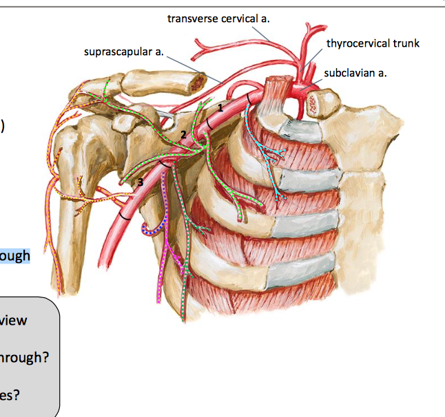 Передняя артерия огибающая плечевую кость. Топография подключичной артерии. Артерия subclavia. Подключичная артерия, (а. subclavia),. Артерия супраскапушярис.