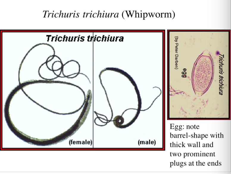 trichuris trichiura mode of transmission