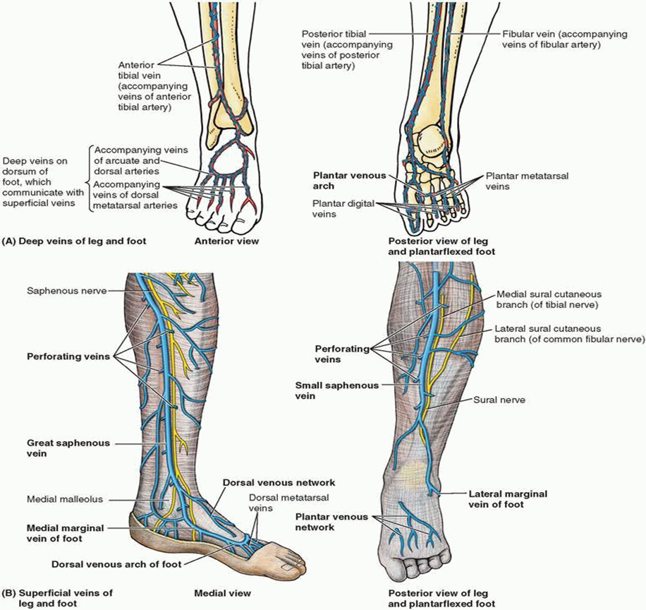 Dorsum Of Foot Anatomy - Anatomy Reading Source