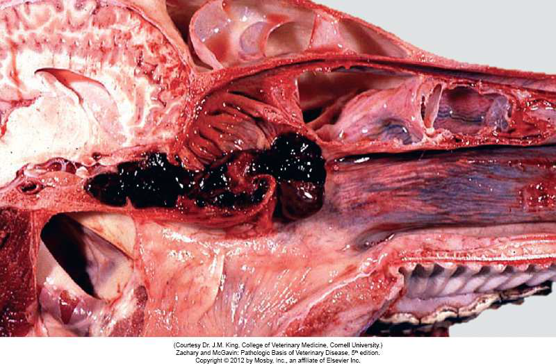 SP16 Pathology E1 (cvm) Flashcards | Memorang