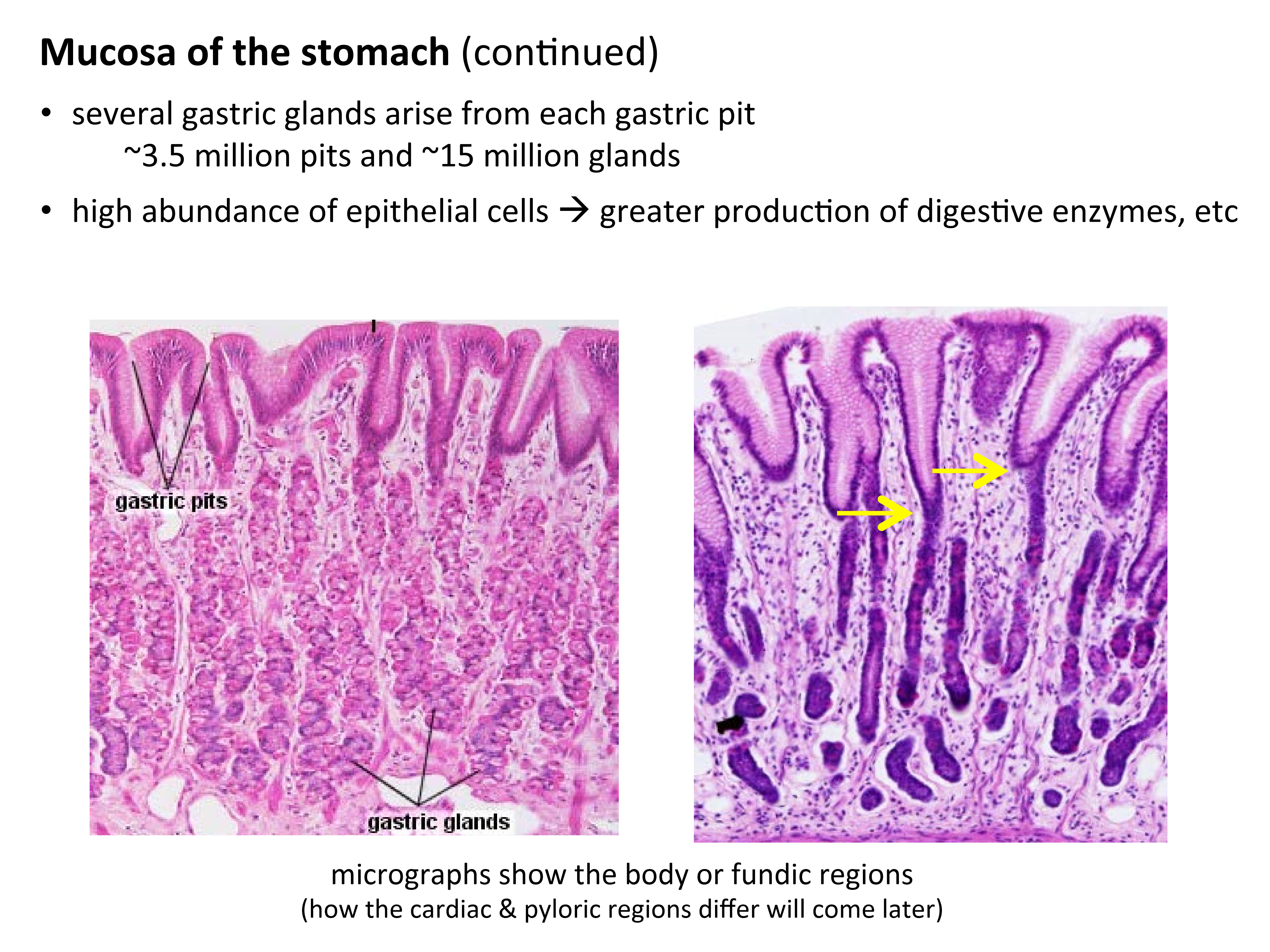 Gastric Cardia Mucosa