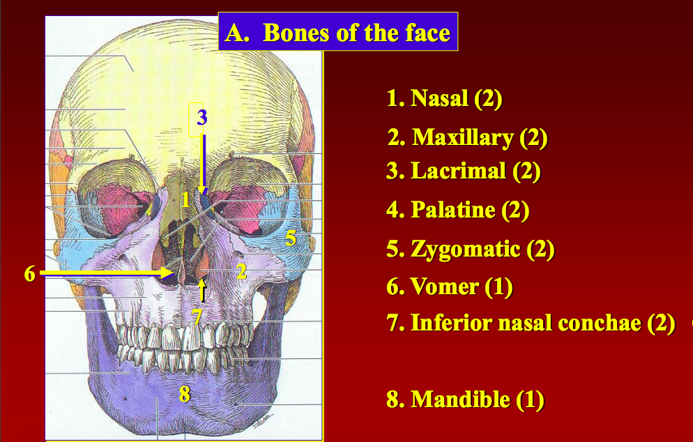 Lecture 1 Terminology Skull Orbit Head And Neck Flashcards