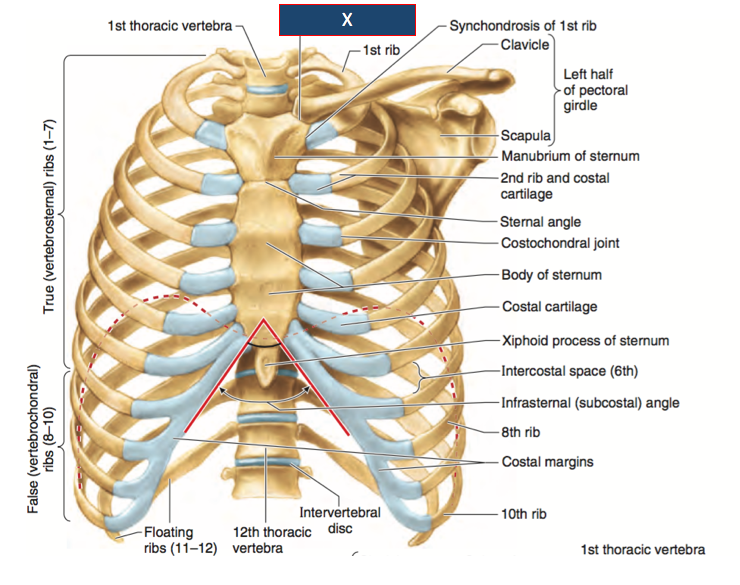 First Rib Anatomy - Human Anatomy