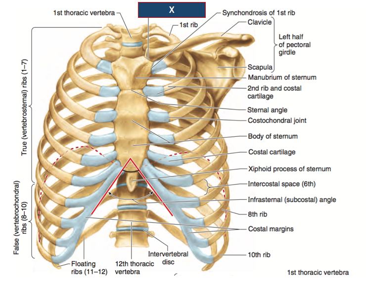 Ischial Tuberosity Muscles