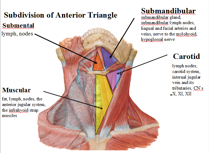 Neck Triangles Lecture 3 Anatomy Block 2 Flashcards Memorang