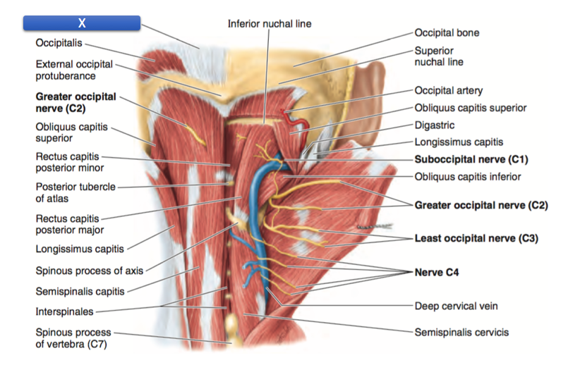 Anatomy 1 Week 3 Quiz 3 Set P Muscle Veins Of Back Flashcards