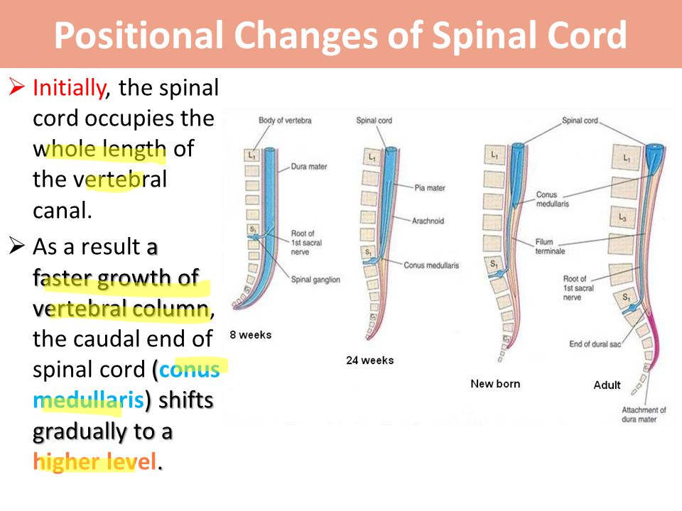 where-does-the-spinal-cord-end-in-adults-slide-share