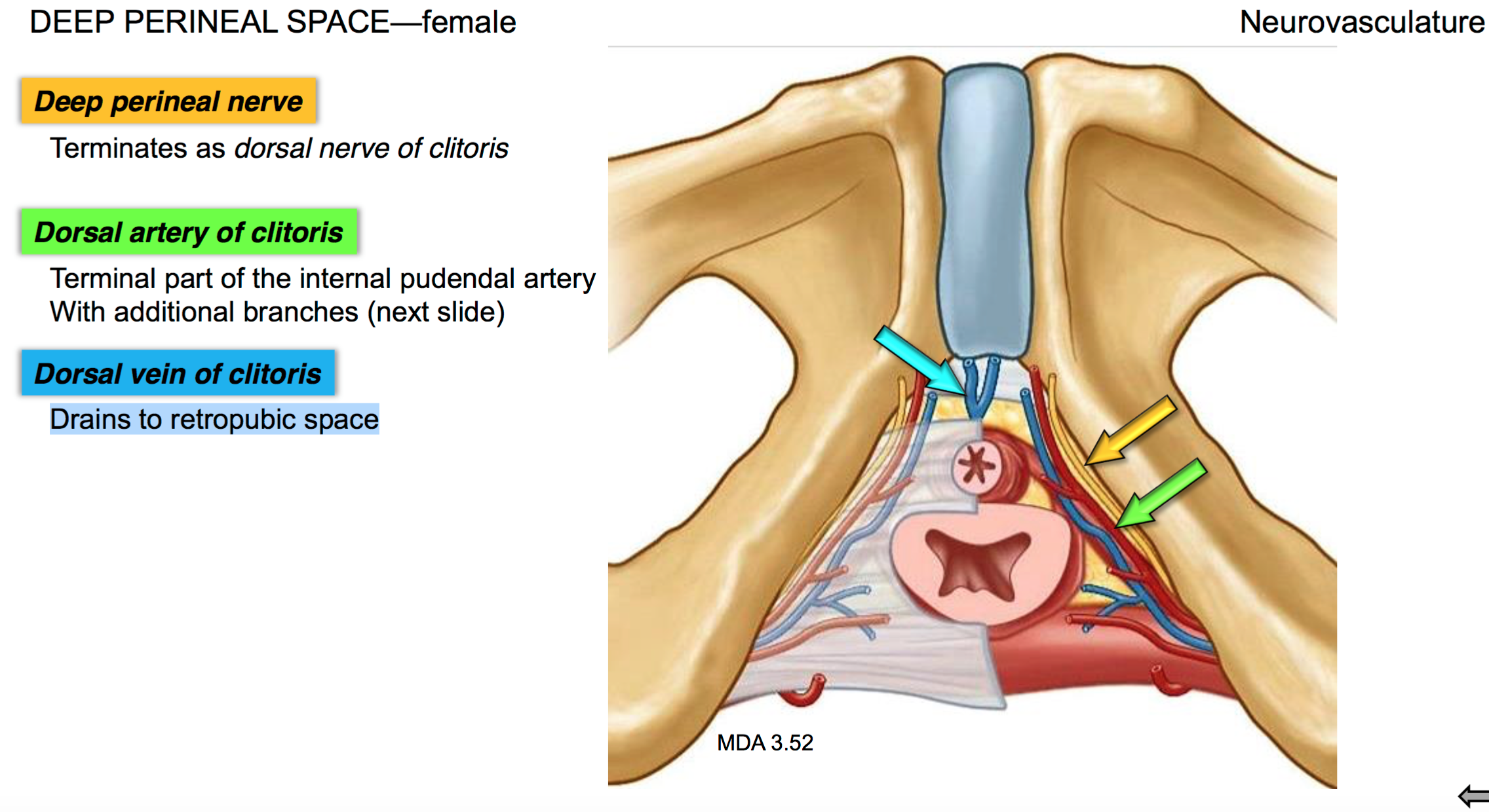 Visual Anatomy 視覚解剖学