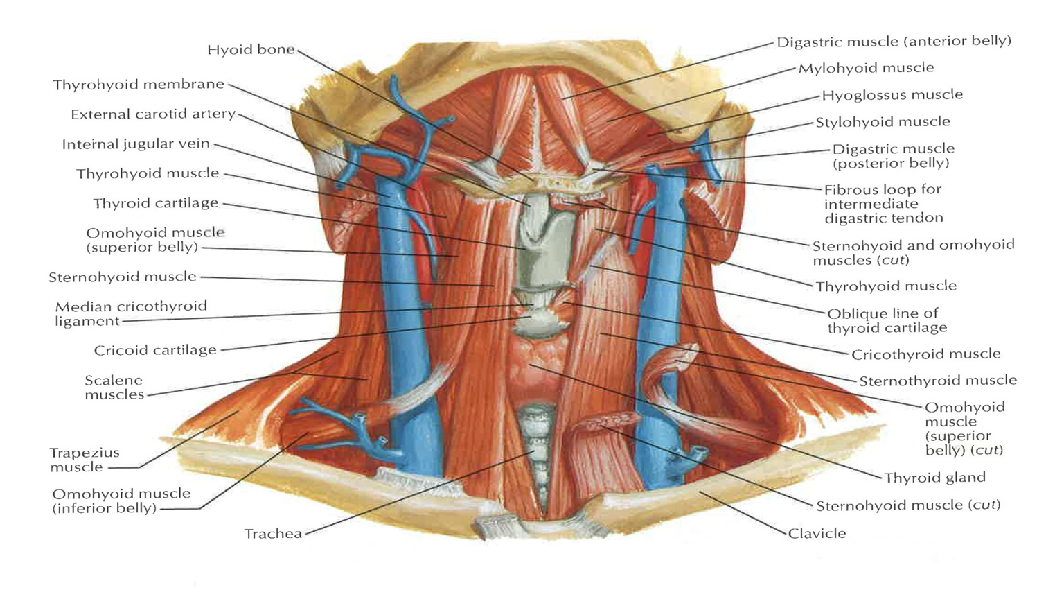 The Submandibular Gland Structure Vasculature Innervation Teachmeanatomy