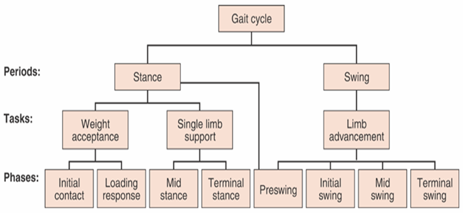 Gait Kines Flashcards Memorang