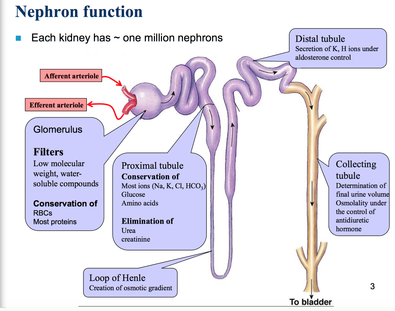 Each function. Kidney nephron. Nephron function. Строение нефрона. Нефрон альдостерон.