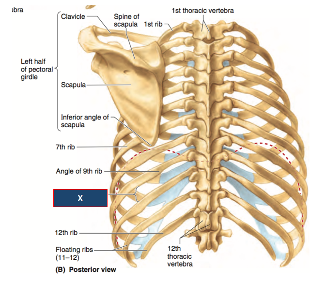 Rib Cage Anatomy Rib Cage Medical Art Library